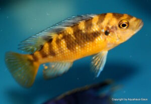 Pseudotropheus crabro 'Nakantenga Island'